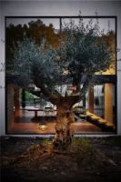 Billede af Cane-line Outdoor Illusion Ophængs Lampe H: 25 cm - Dark Green