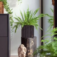 Billede af Squarely Copenhagen GrowON 22x22 cm - Black Ash