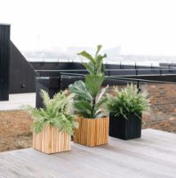 Billede af Squarely Copenhagen GrowON 22x22 cm - Natural Ash