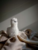 Billede af Elvang Teddy Alpaca - Beige