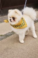 Billede af HAY Dogs Scarf 55x55 cm - Ochre