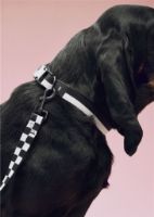 Billede af HAY Dogs Collar Flat M/L: 65 cm - Black/White