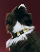 Billede af HAY Dogs Collar Flat M/L: 65 cm - Off-White/Ochre